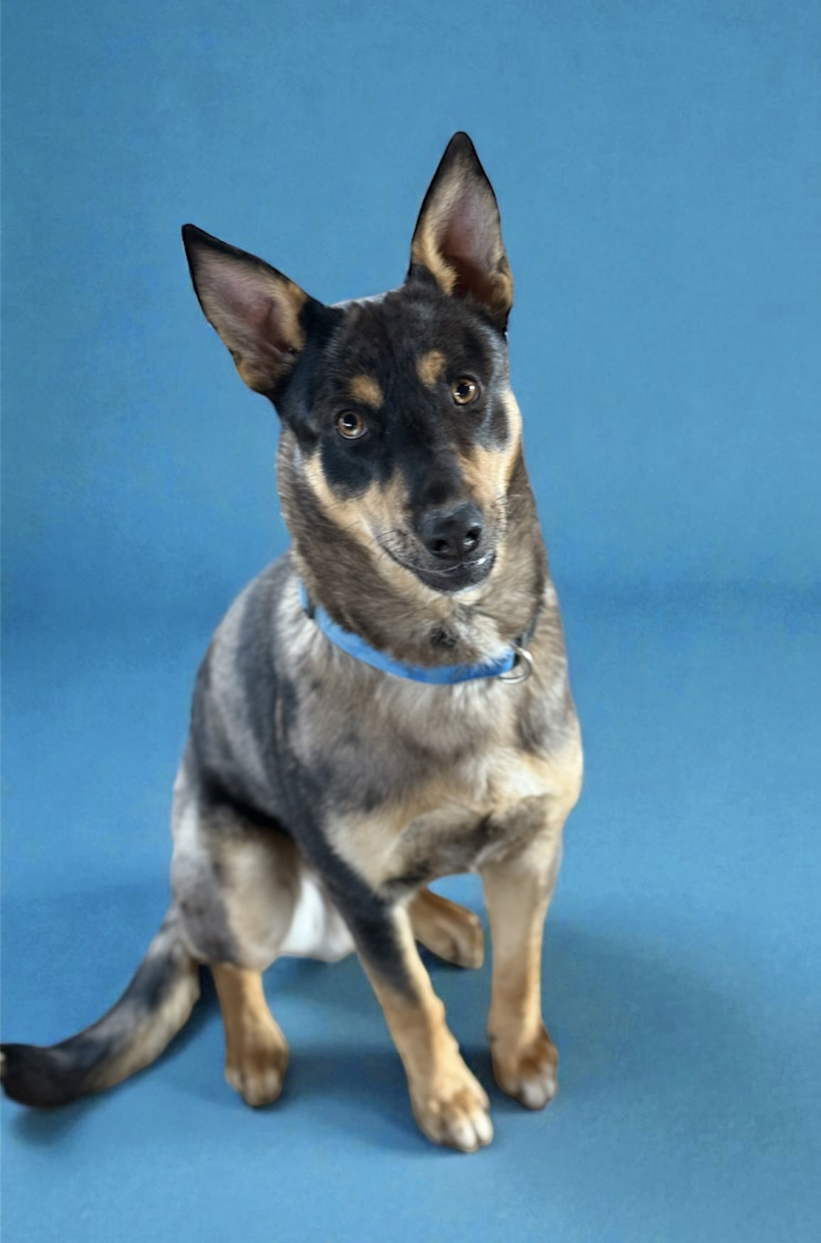 Australian Kelpie