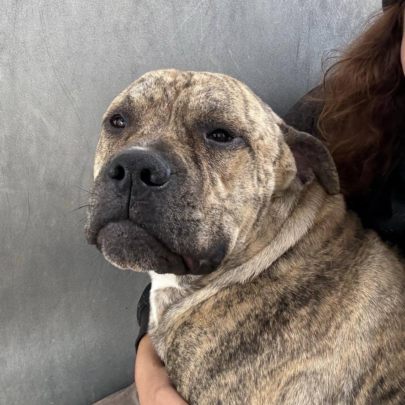 Presa Canario