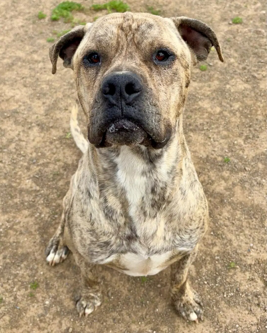 Jimbo - Mastiff