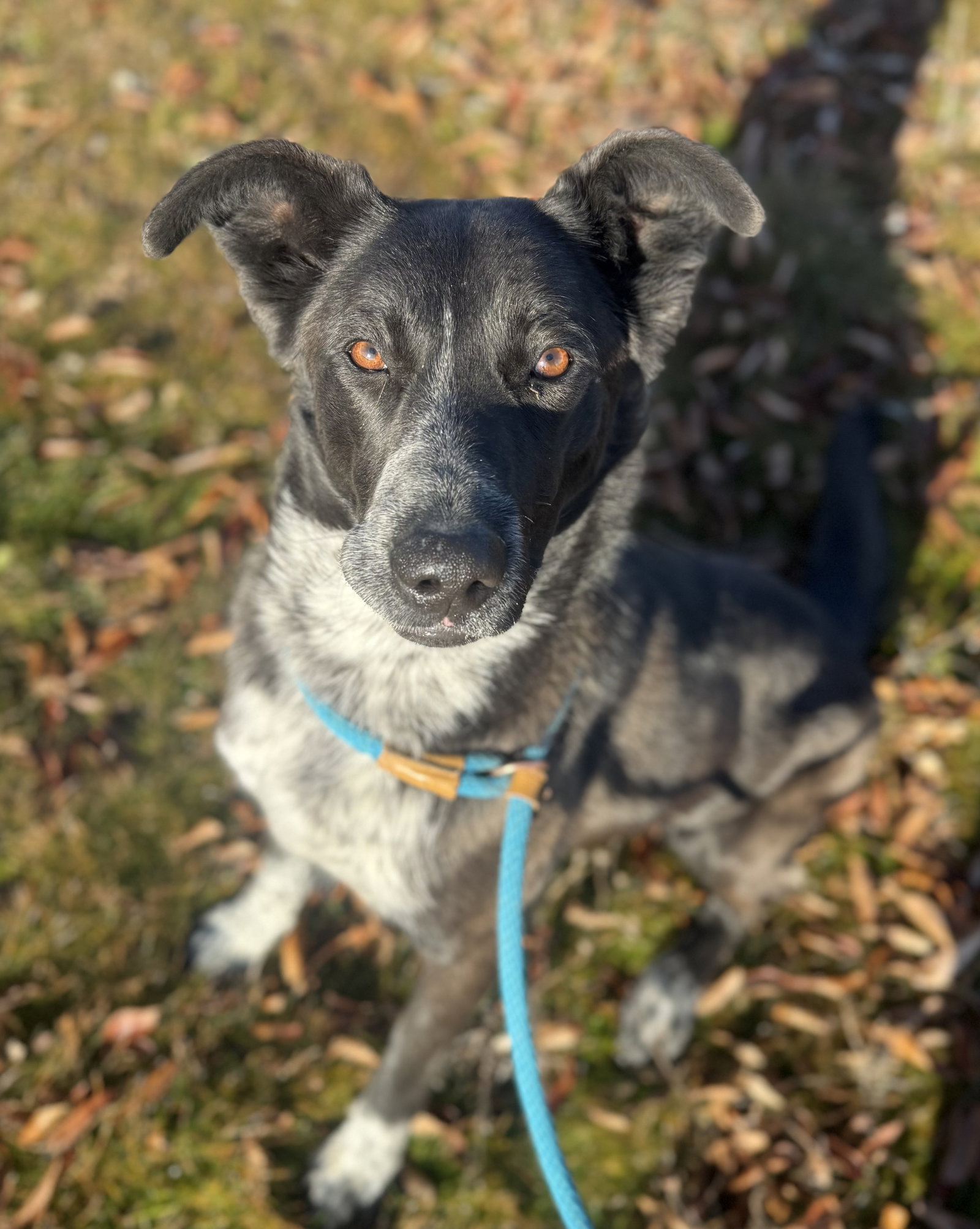 Border Collie