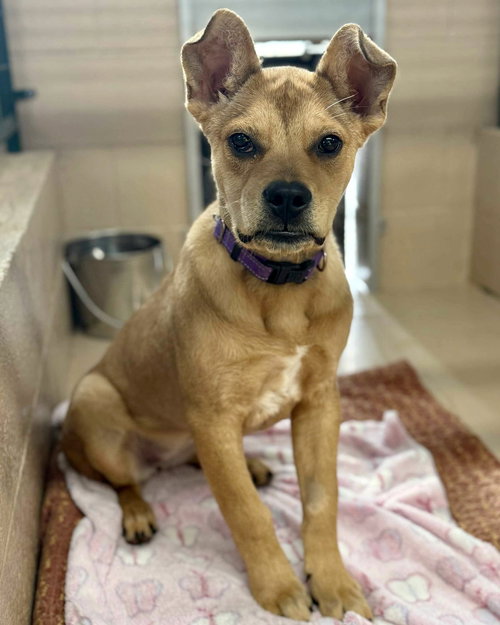 Nutmeg, an adoptable Feist in Yreka, CA