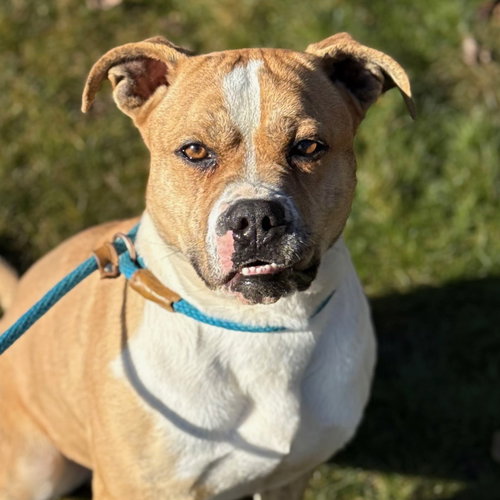 Robby, an adoptable Boxer in Yreka, CA