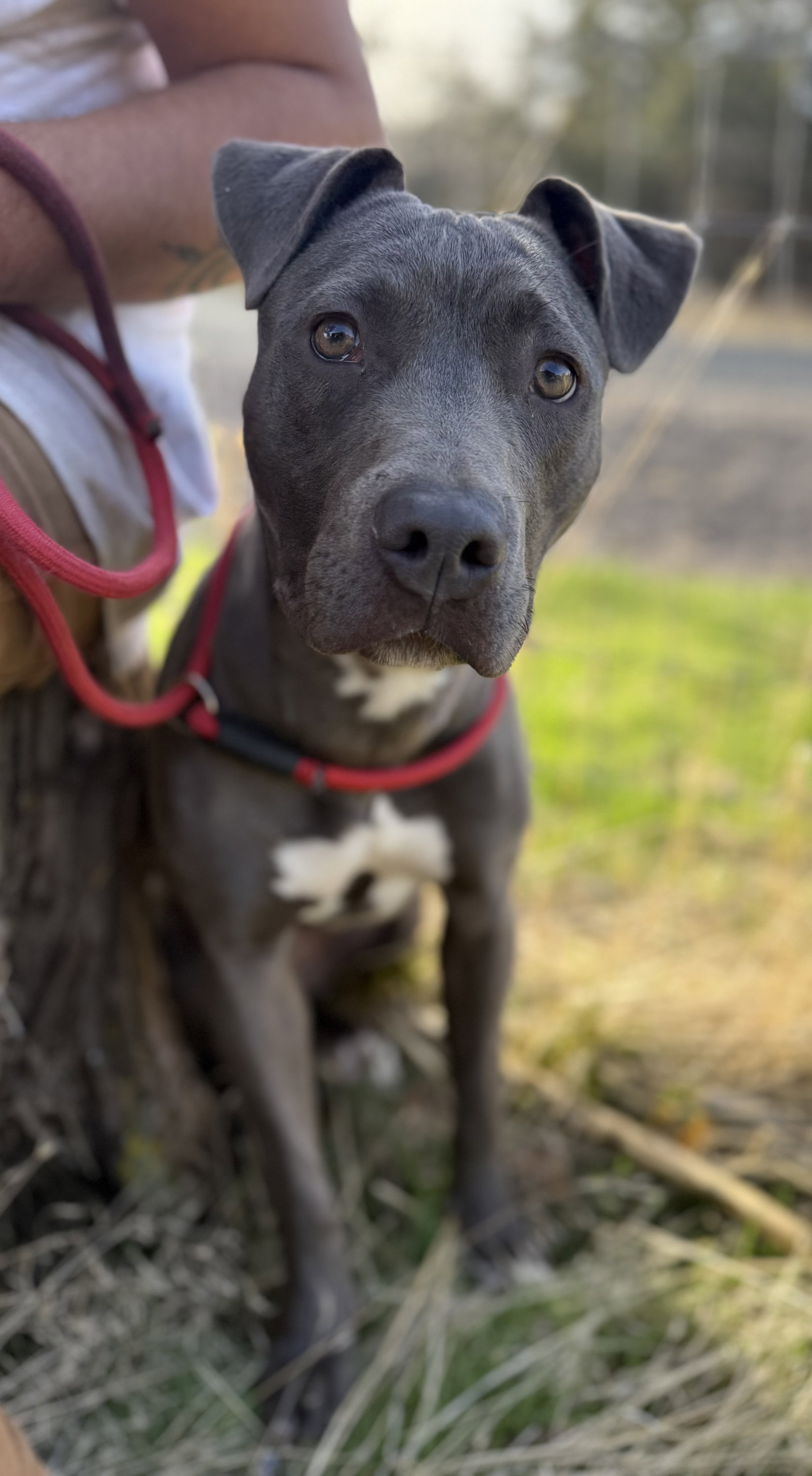 Pit Bull