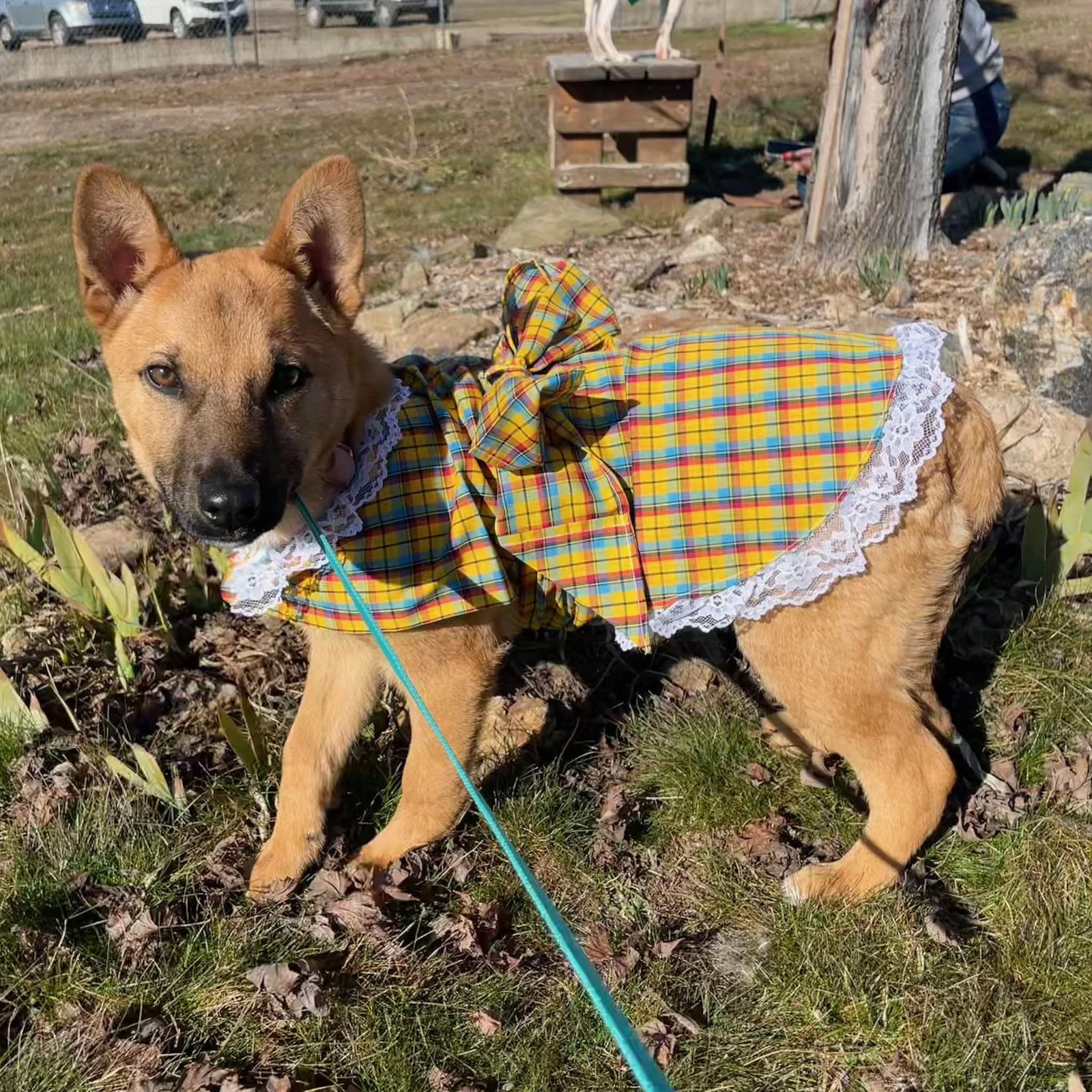Unknown Breed