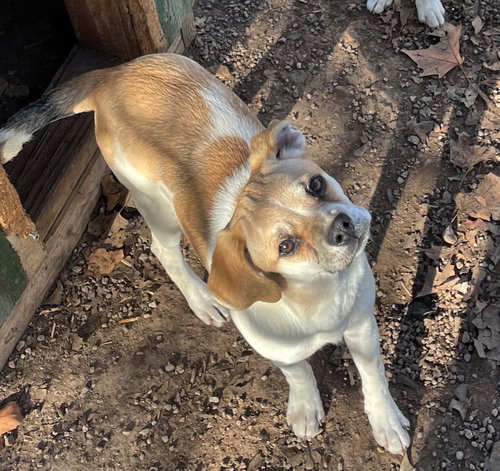 picture of the dog needing adoption