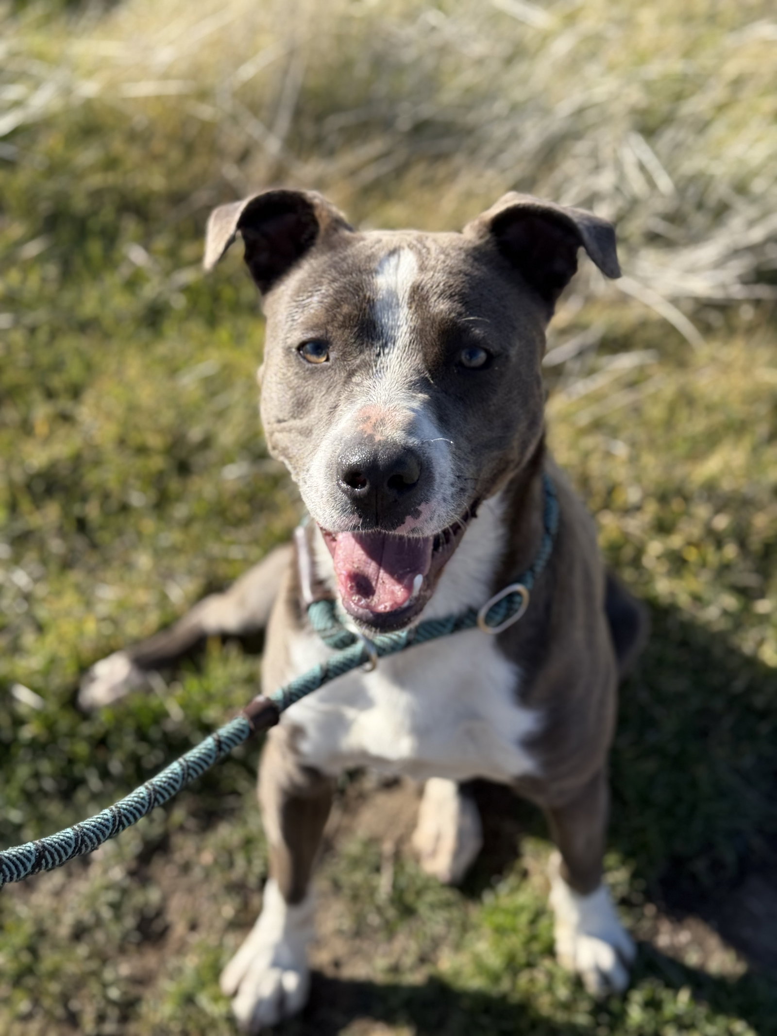 Pit Bull