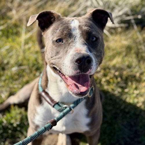 Montague, an adoptable American Pit Bull Terrier in Yreka, CA
