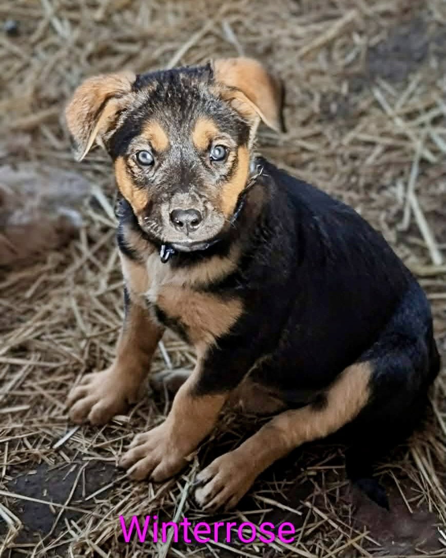 Australian Shepherd