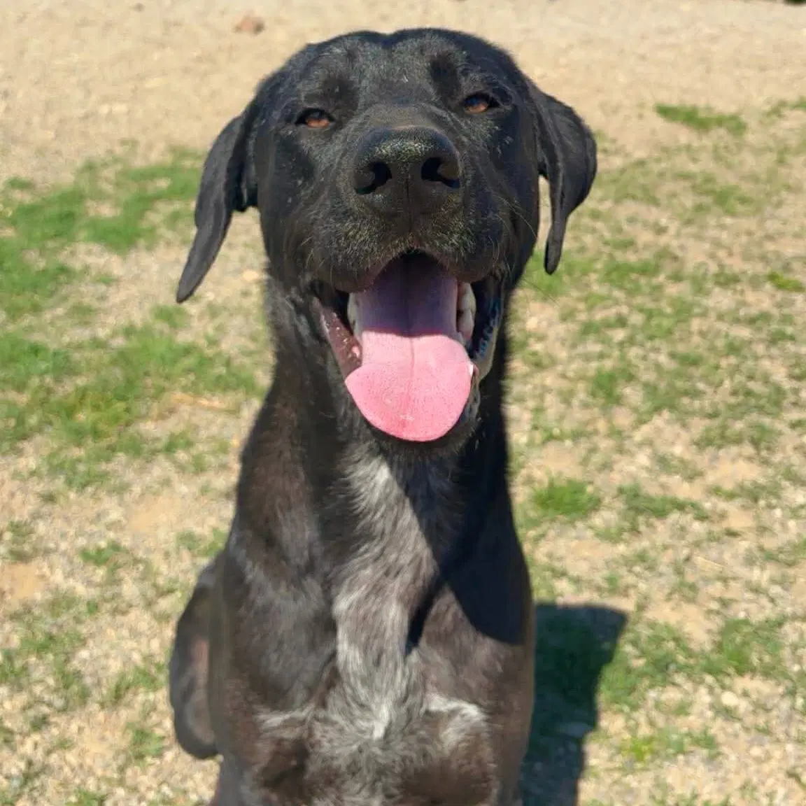 Max - Great Dane