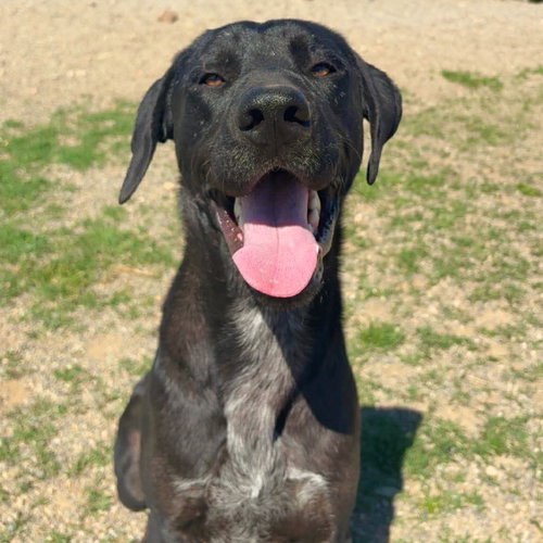 Max, an adoptable Labrador Retriever in Yreka, CA