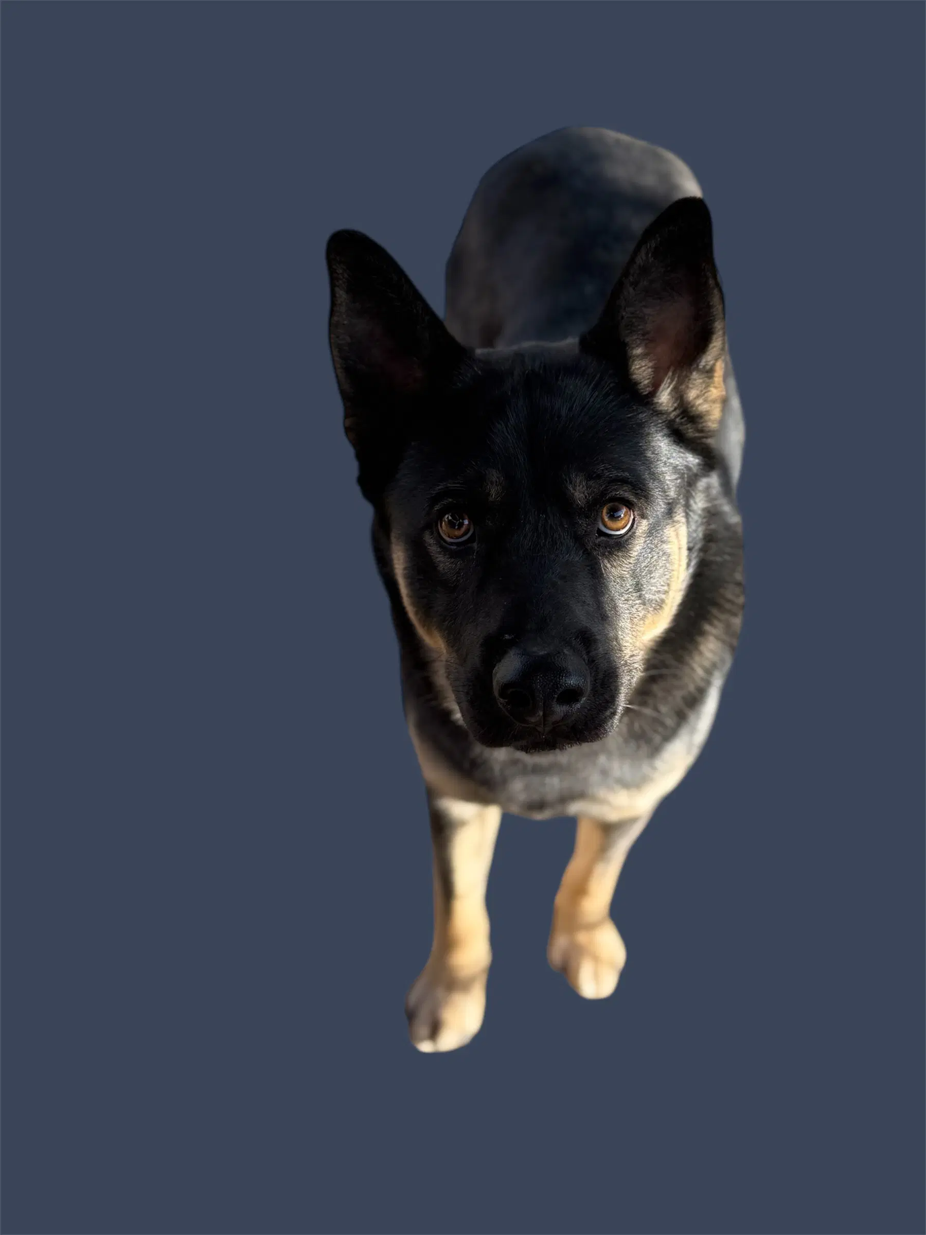 Denzel image 4