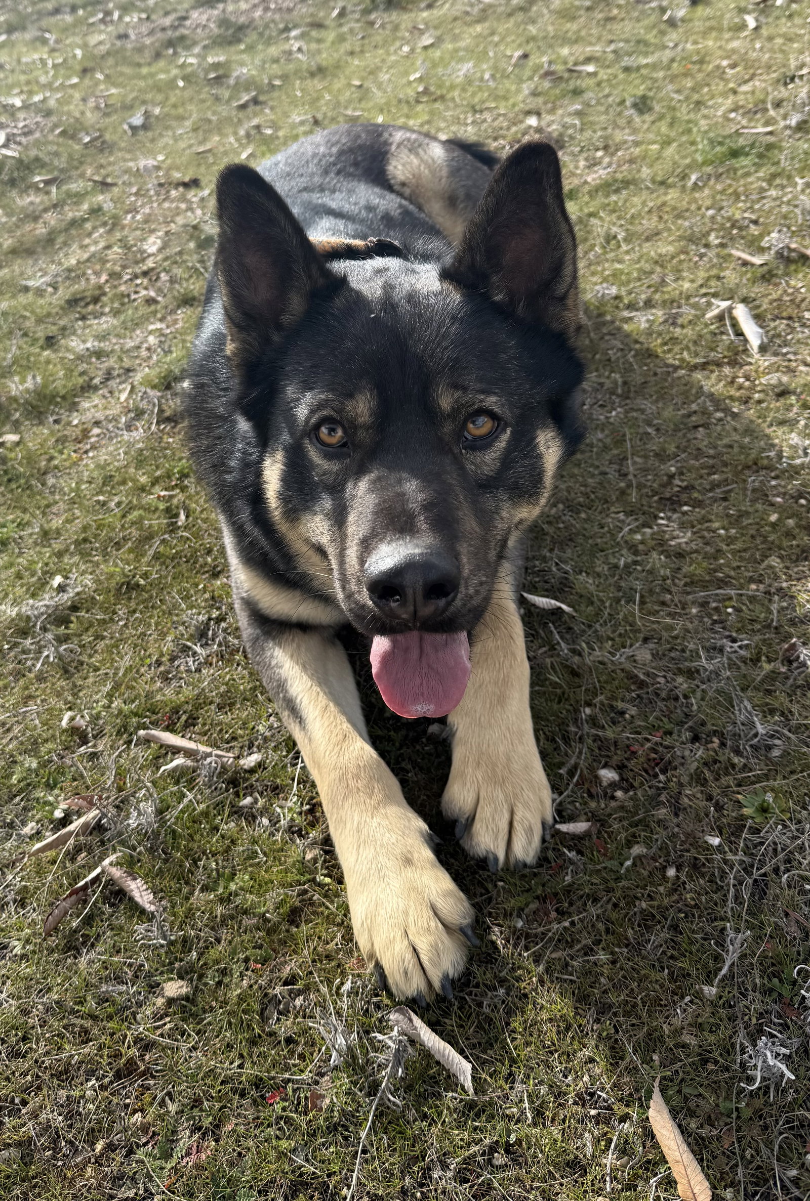 Shepherd