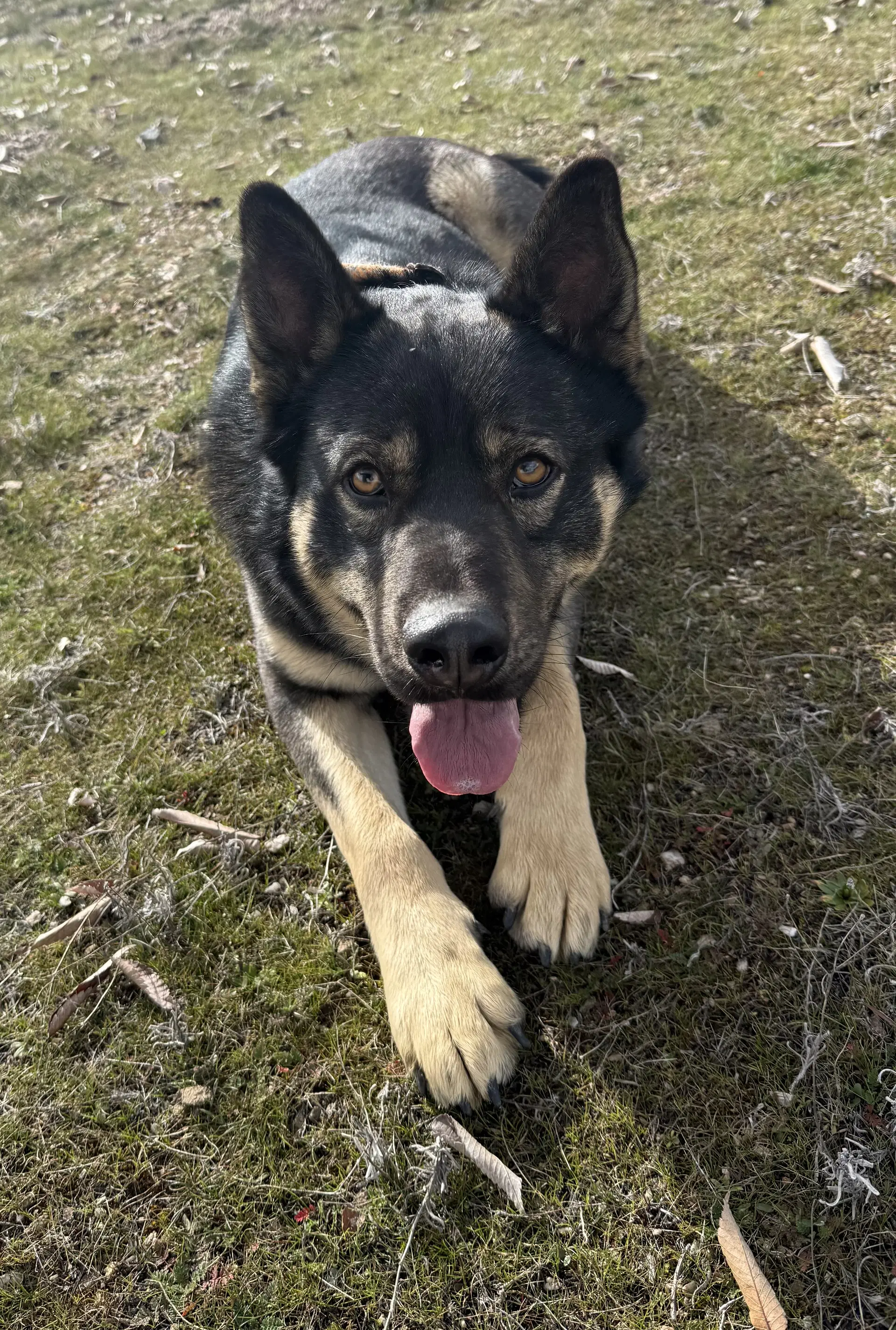 Denzel image 2
