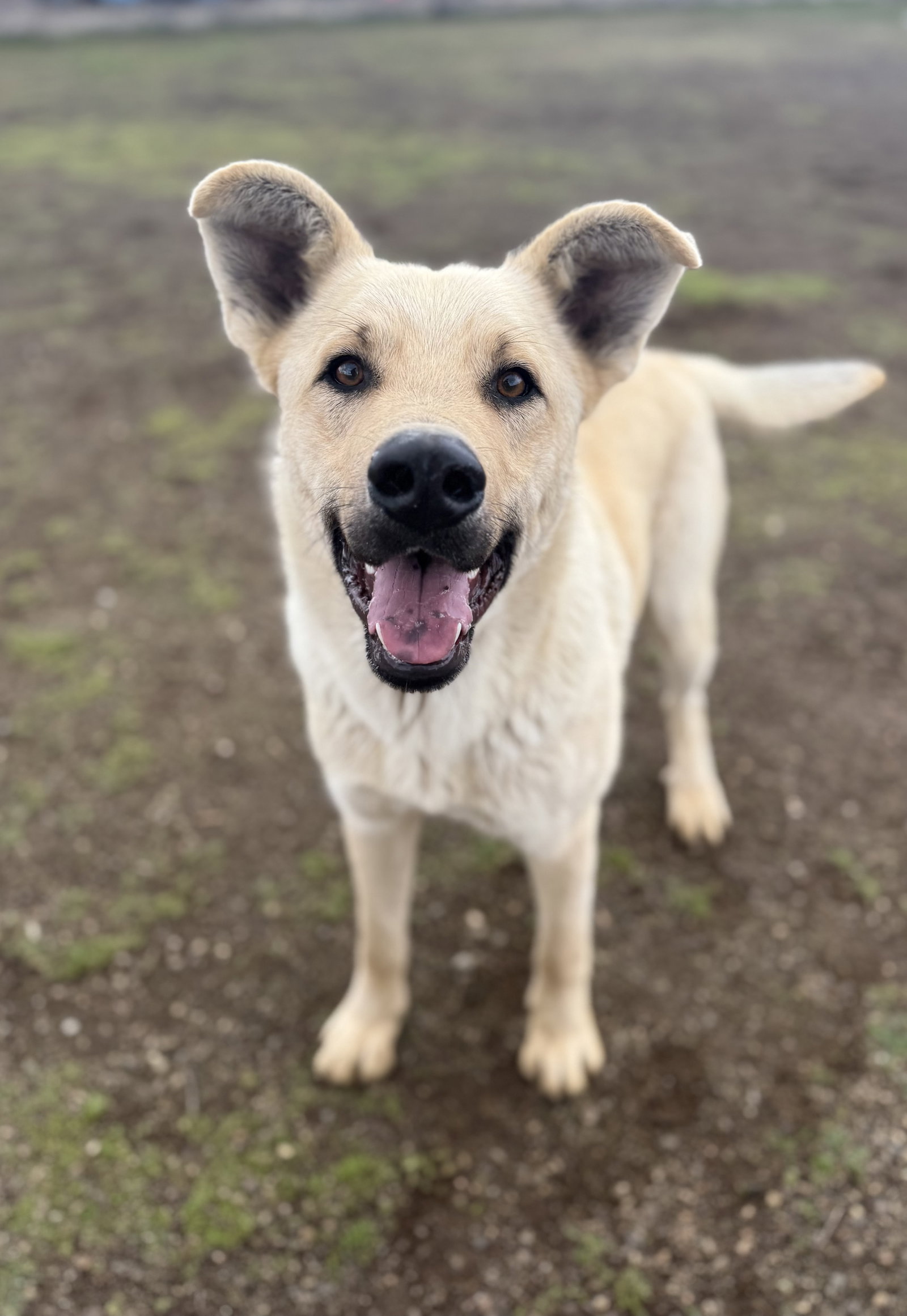 Labrador Retriever
