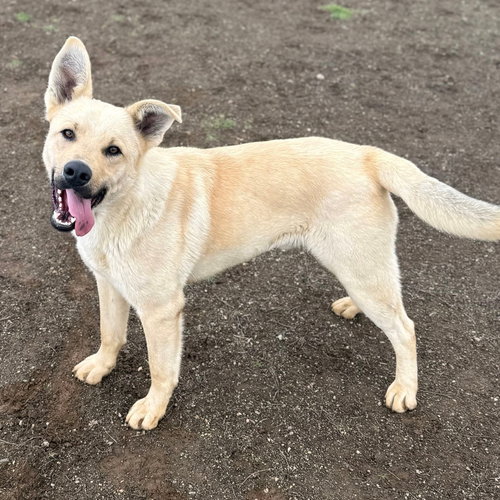 Latigo, an adoptable Labrador Retriever in Yreka, CA
