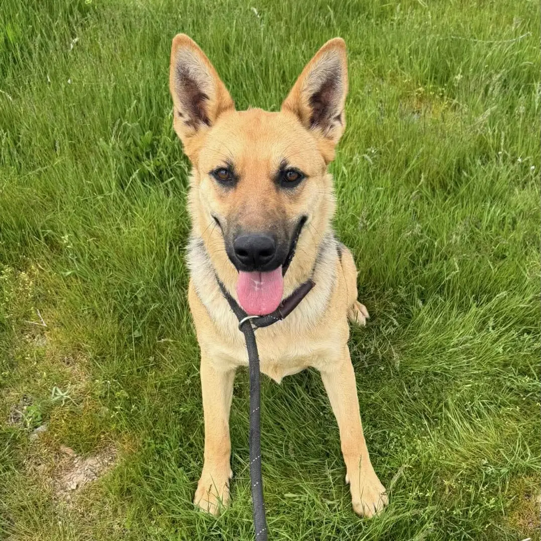 Madeline - German Shepherd Dog