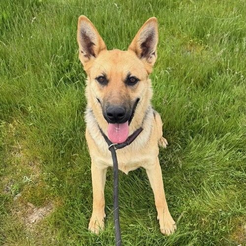 Madeline, an adoptable German Shepherd Dog in Yreka, CA
