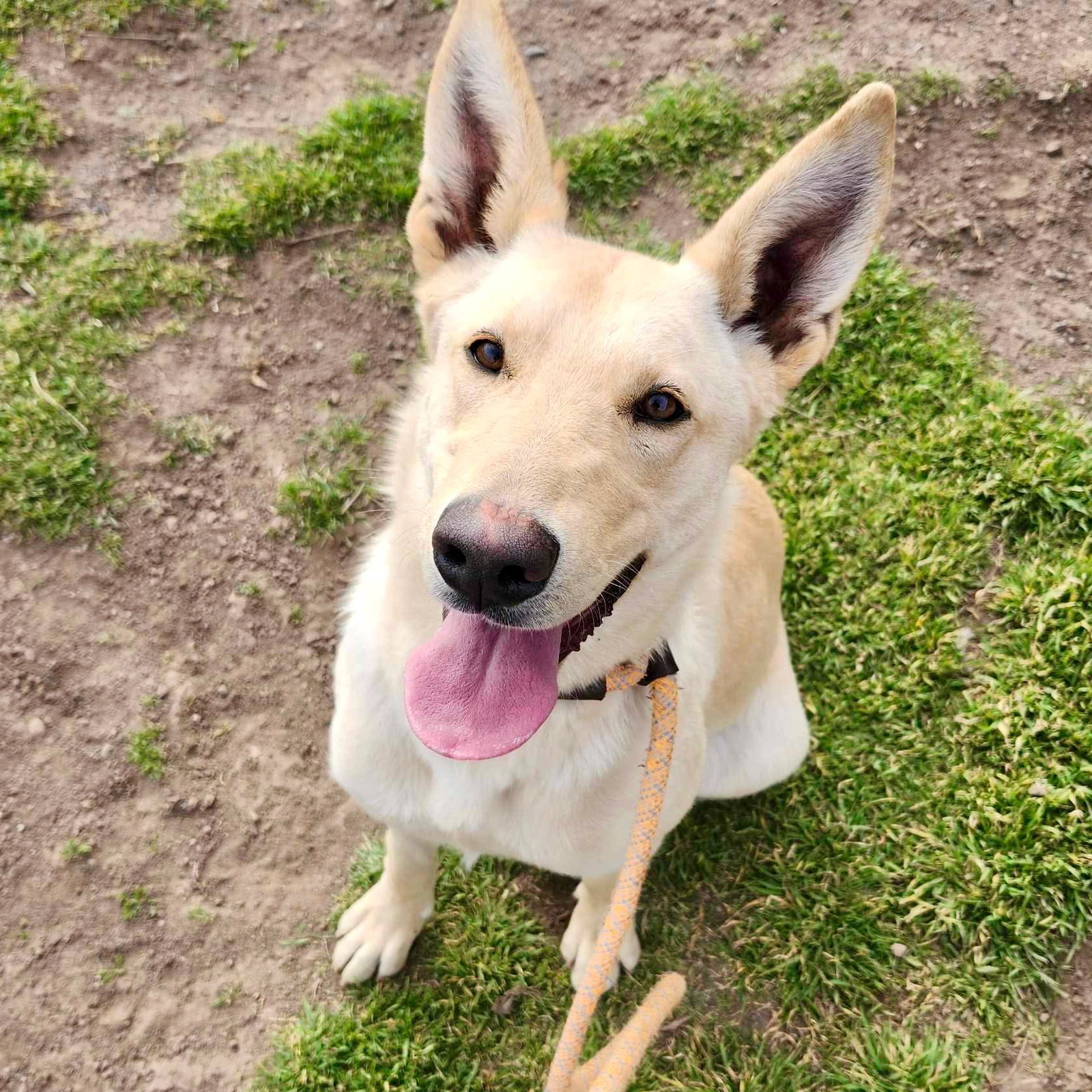German Shepherd