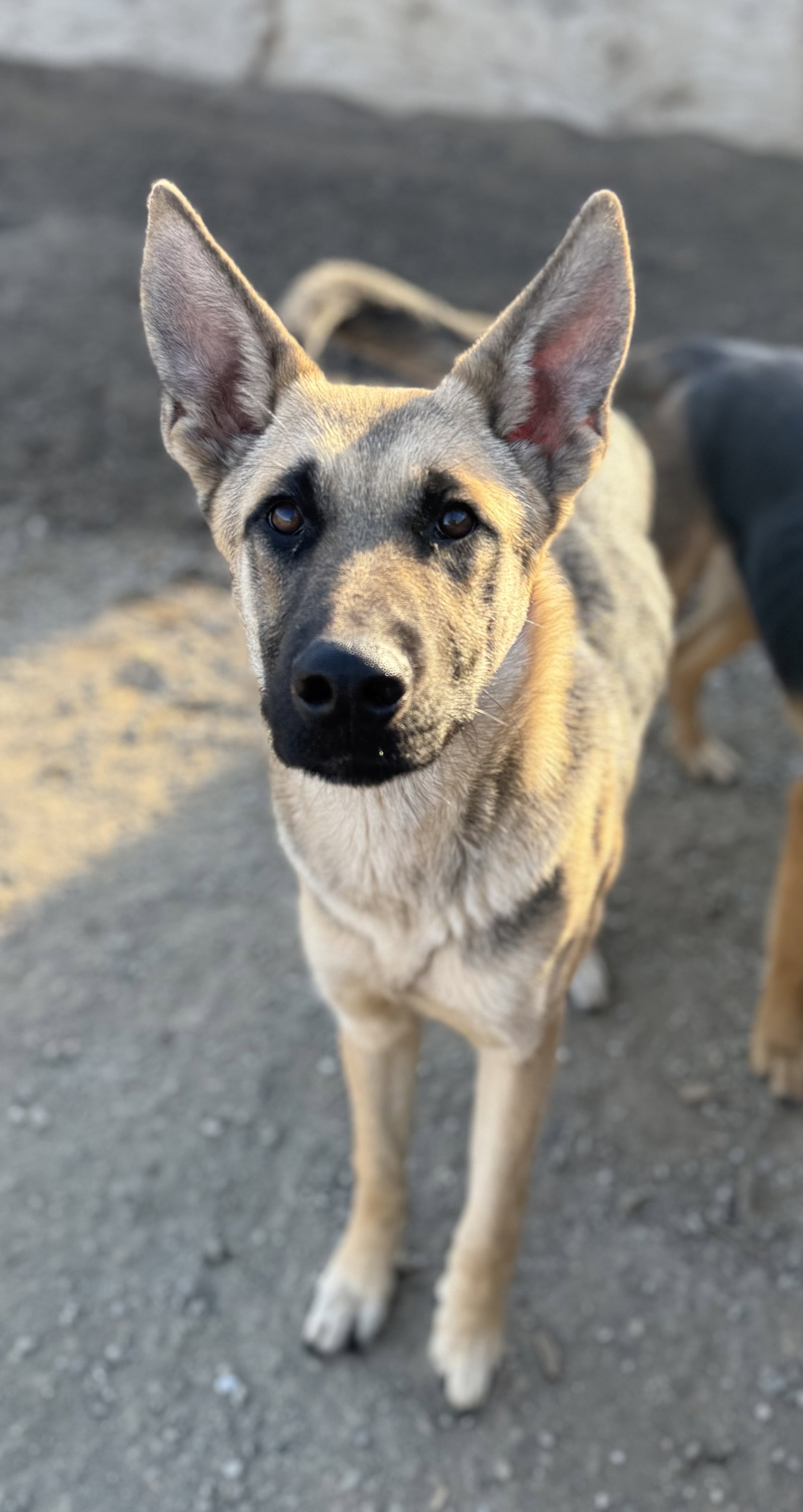 German Shepherd
