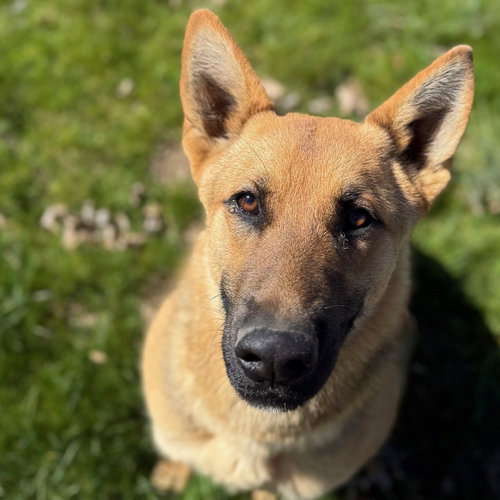 Myles, an adoptable German Shepherd Dog in Yreka, CA