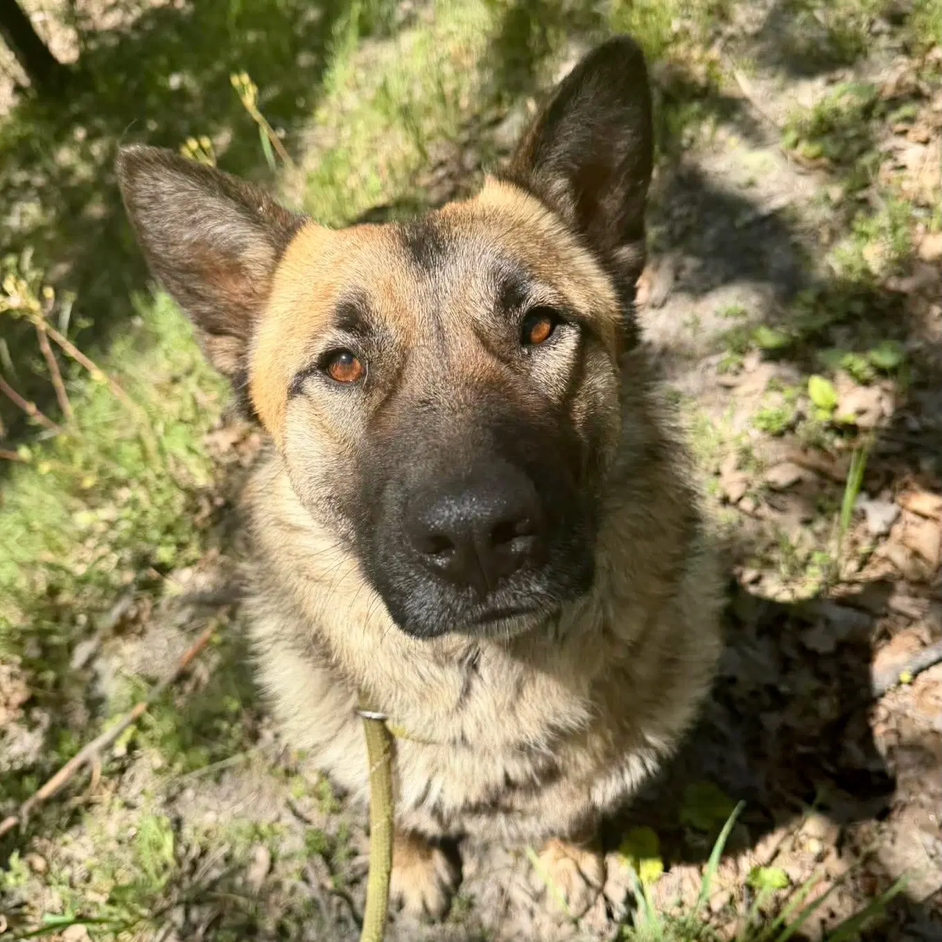 Ruffles - Shepherd
