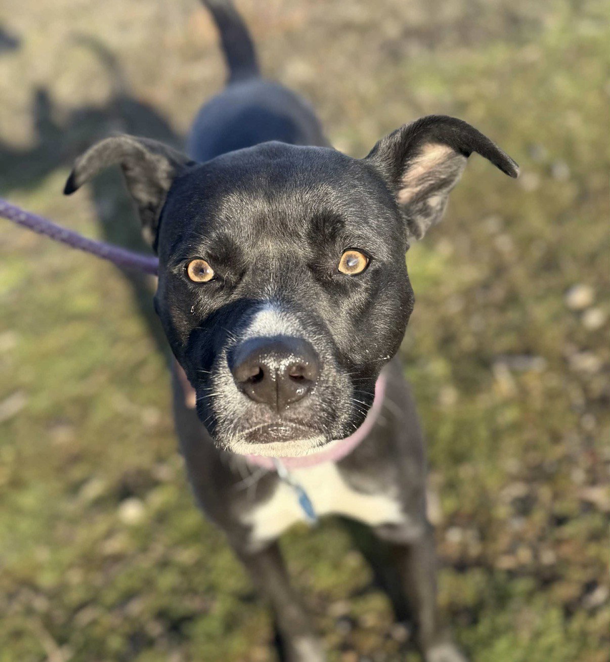 Pit Bull