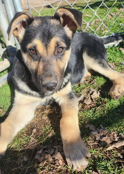 picture of the dog needing adoption