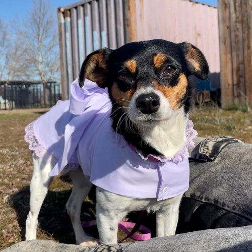 picture of the dog needing adoption