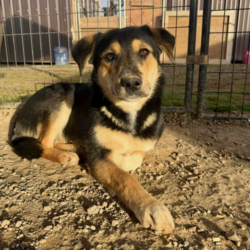 Carrie, an adoptable Shepherd in Yreka, CA