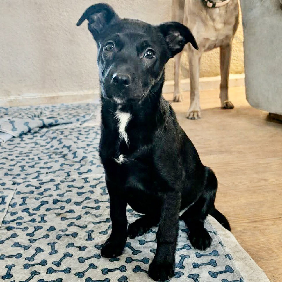 Unknown Breed