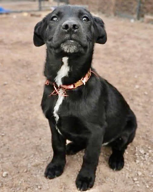 picture of the dog needing adoption