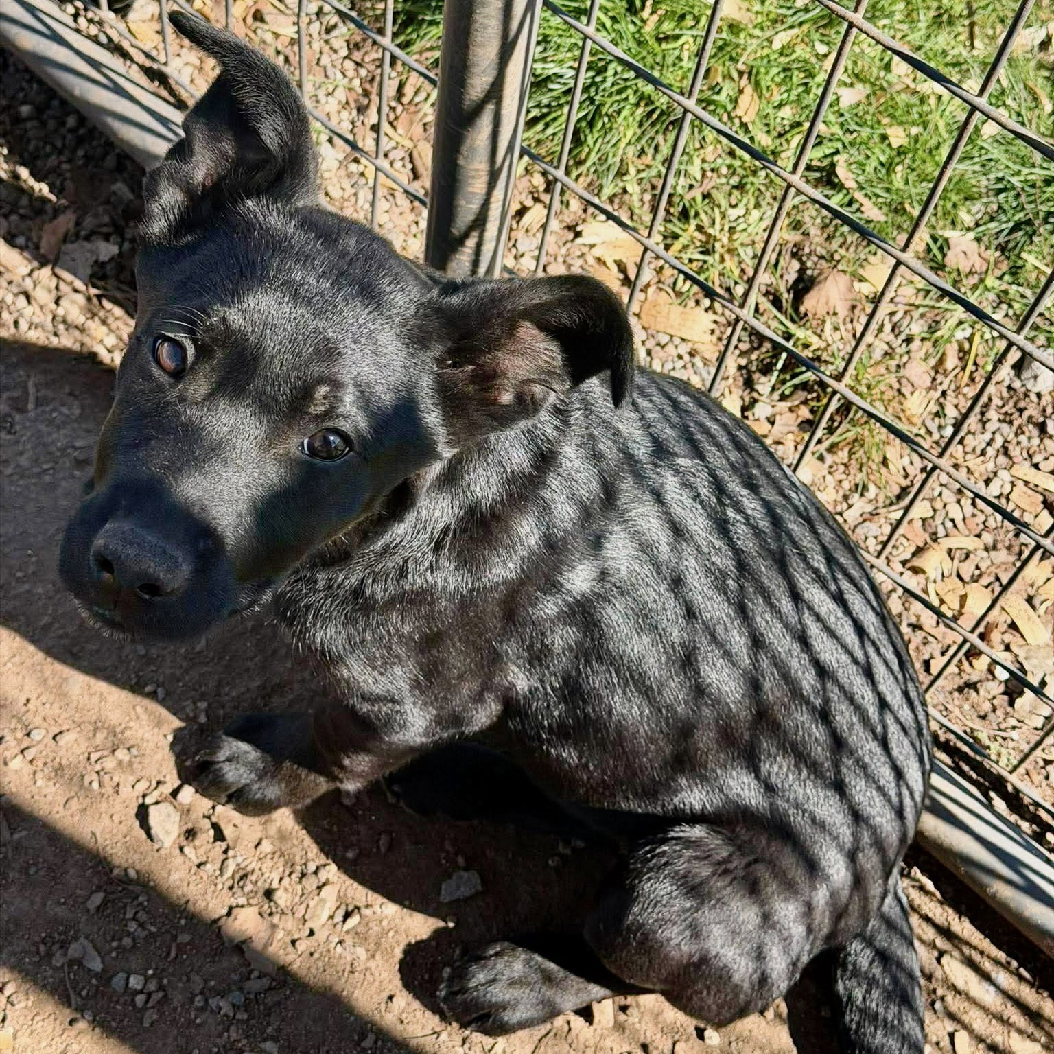 Unknown Breed