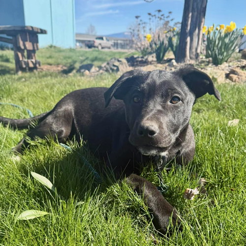 Wally, an adoptable Unknown breed in Yreka, CA