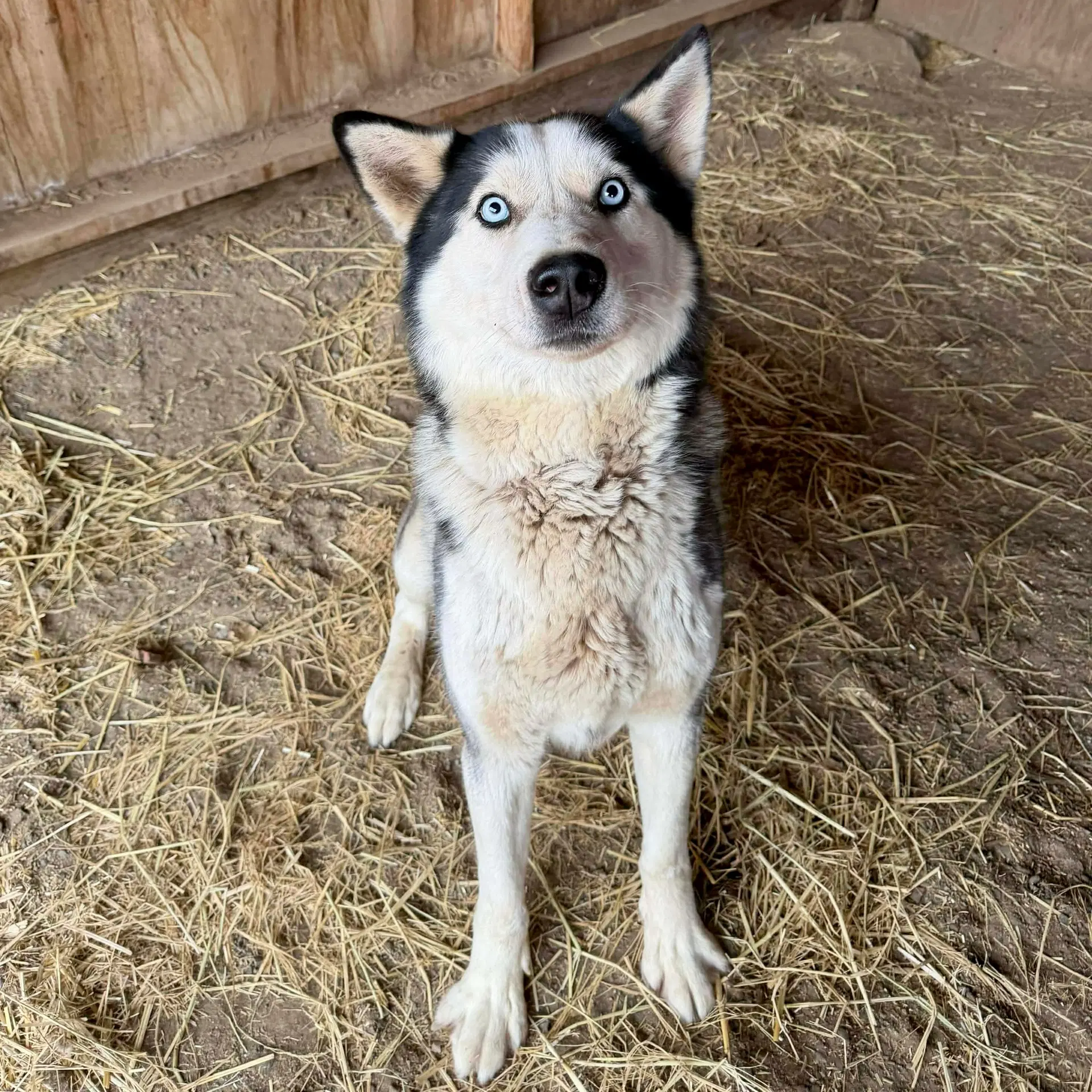 John Snow - Siberian Husky