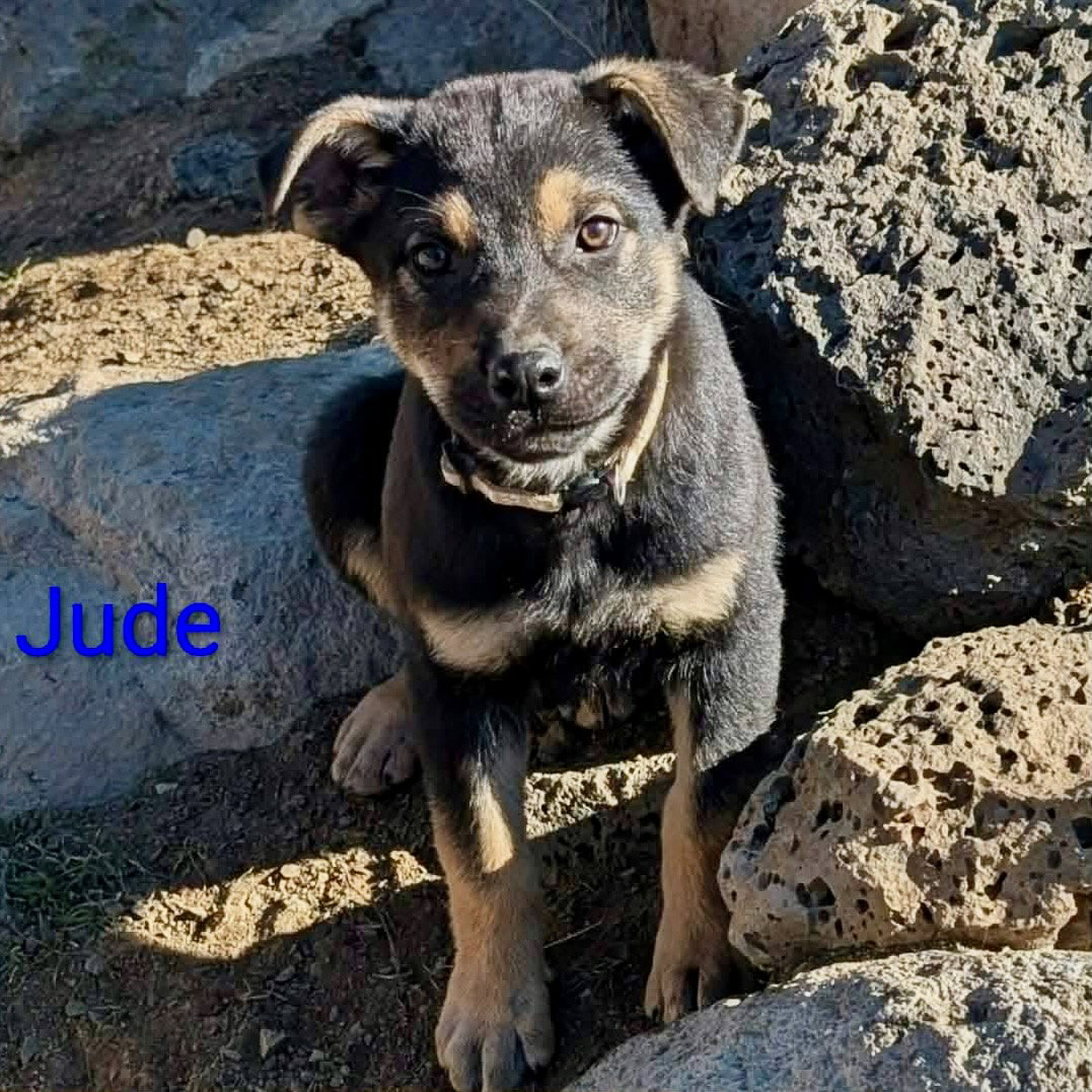 Jude