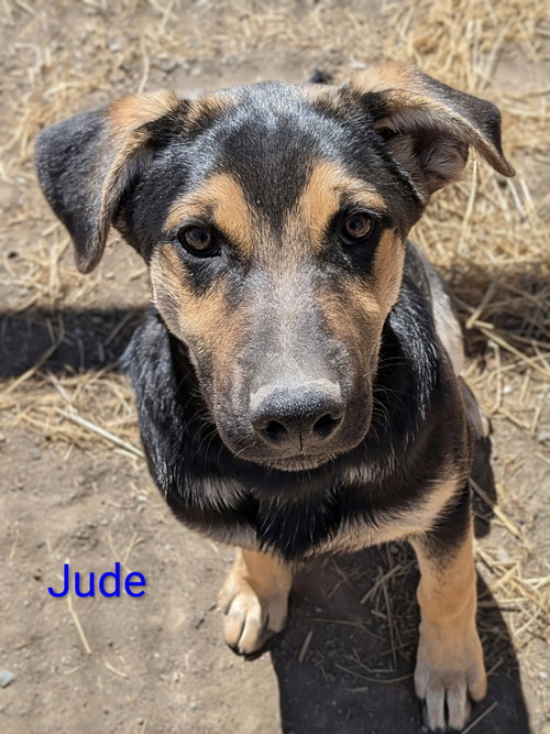 Jude