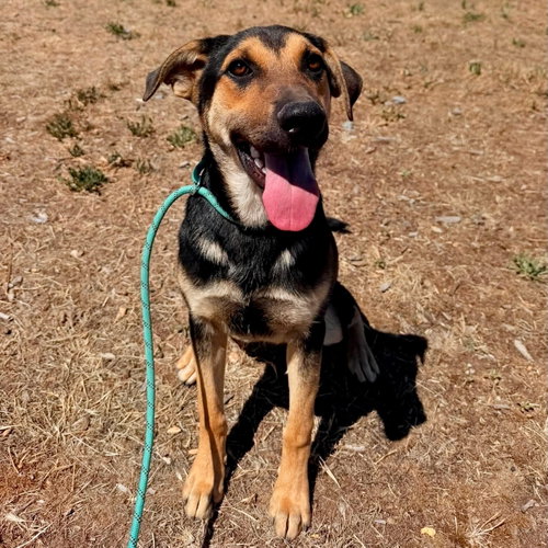 JUDE, an adoptable Shepherd in Yreka, CA