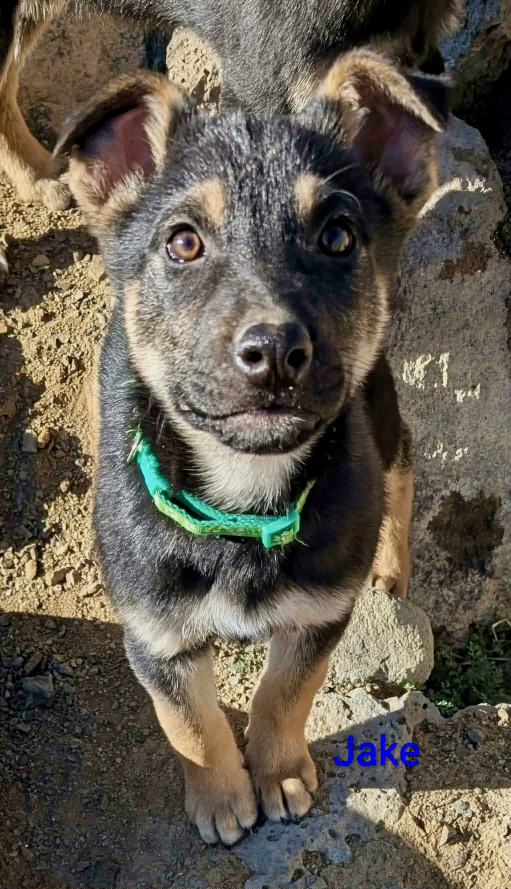 Jake