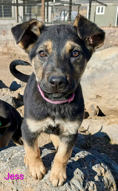 picture of the dog needing adoption