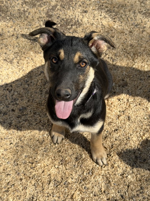 Jayla, an adoptable Shepherd in Yreka, CA