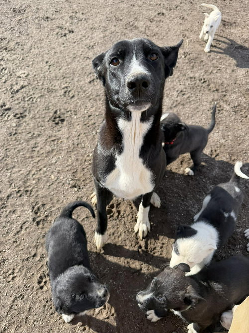 Quinn, an adoptable Border Collie in Yreka, CA