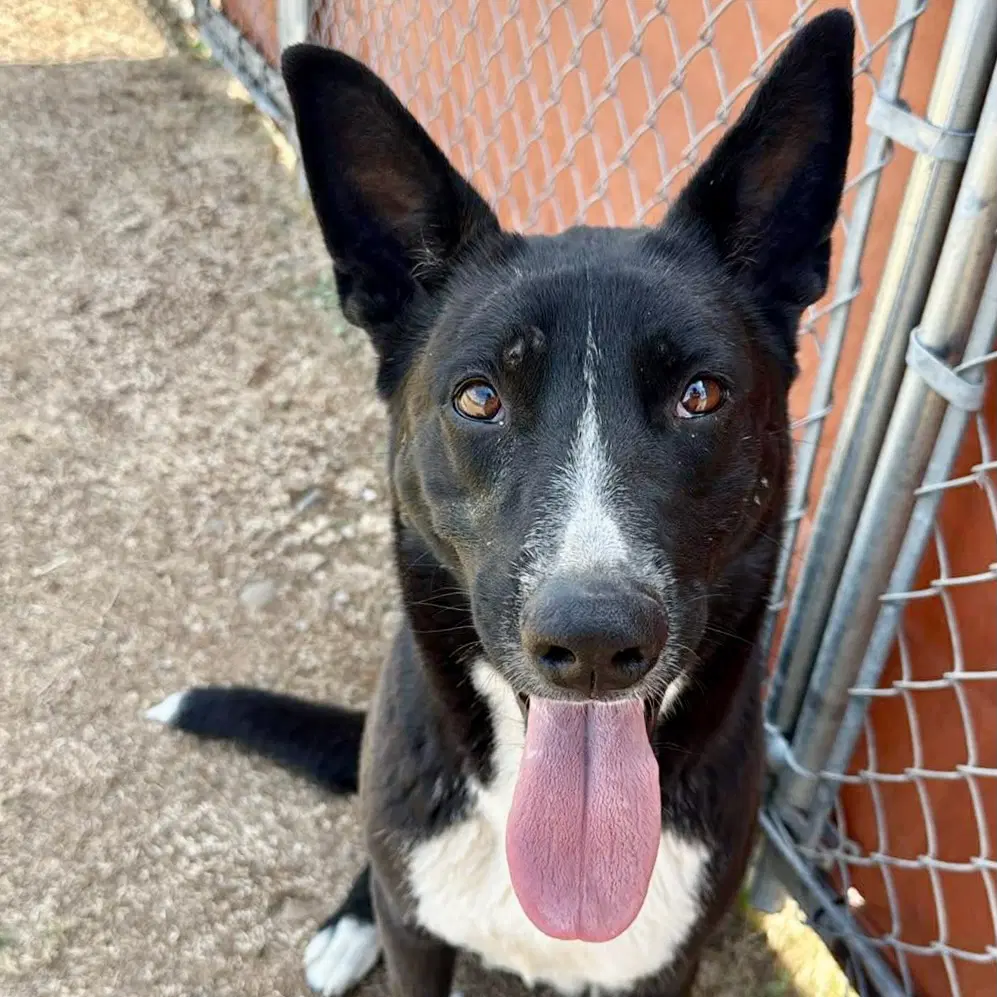 Quinn - Border Collie