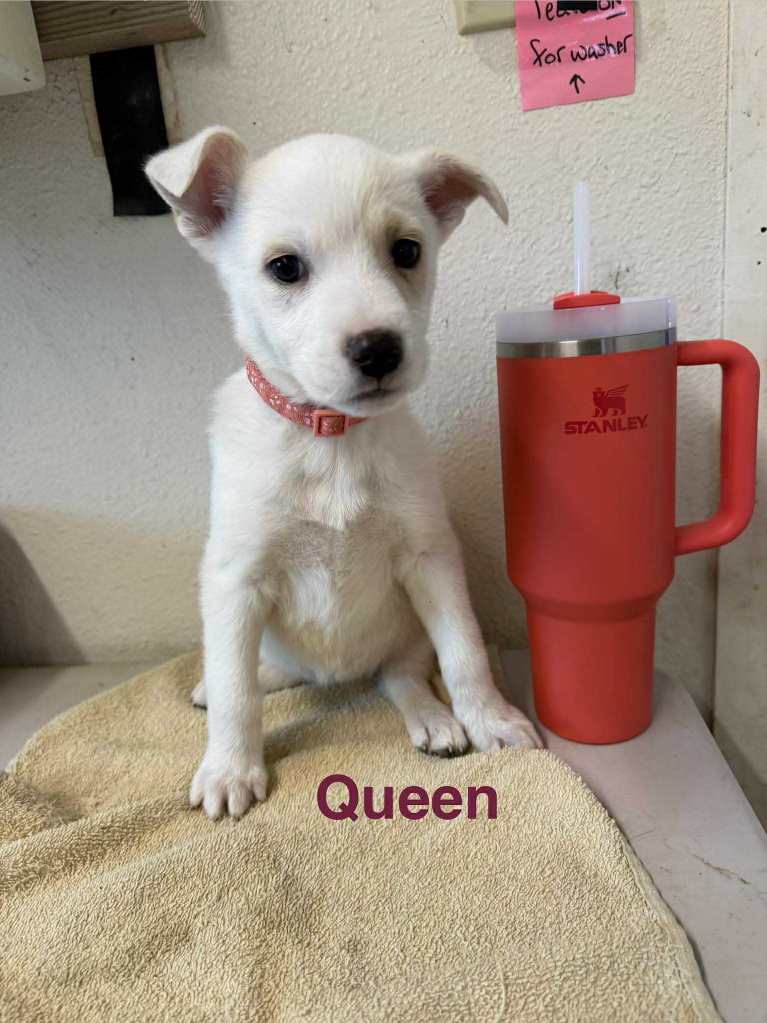 Queen