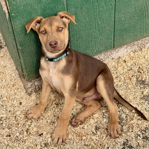 picture of the dog needing adoption