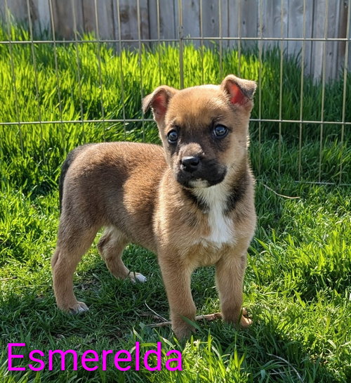 Esmerelda, an adoptable Unknown breed in Yreka, CA