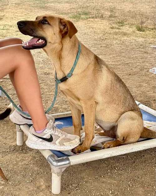 LONDON, an adoptable Shepherd in Yreka, CA