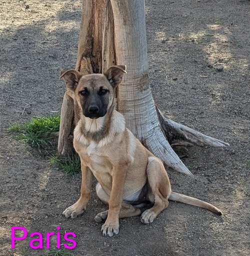 Paris — Shepherd