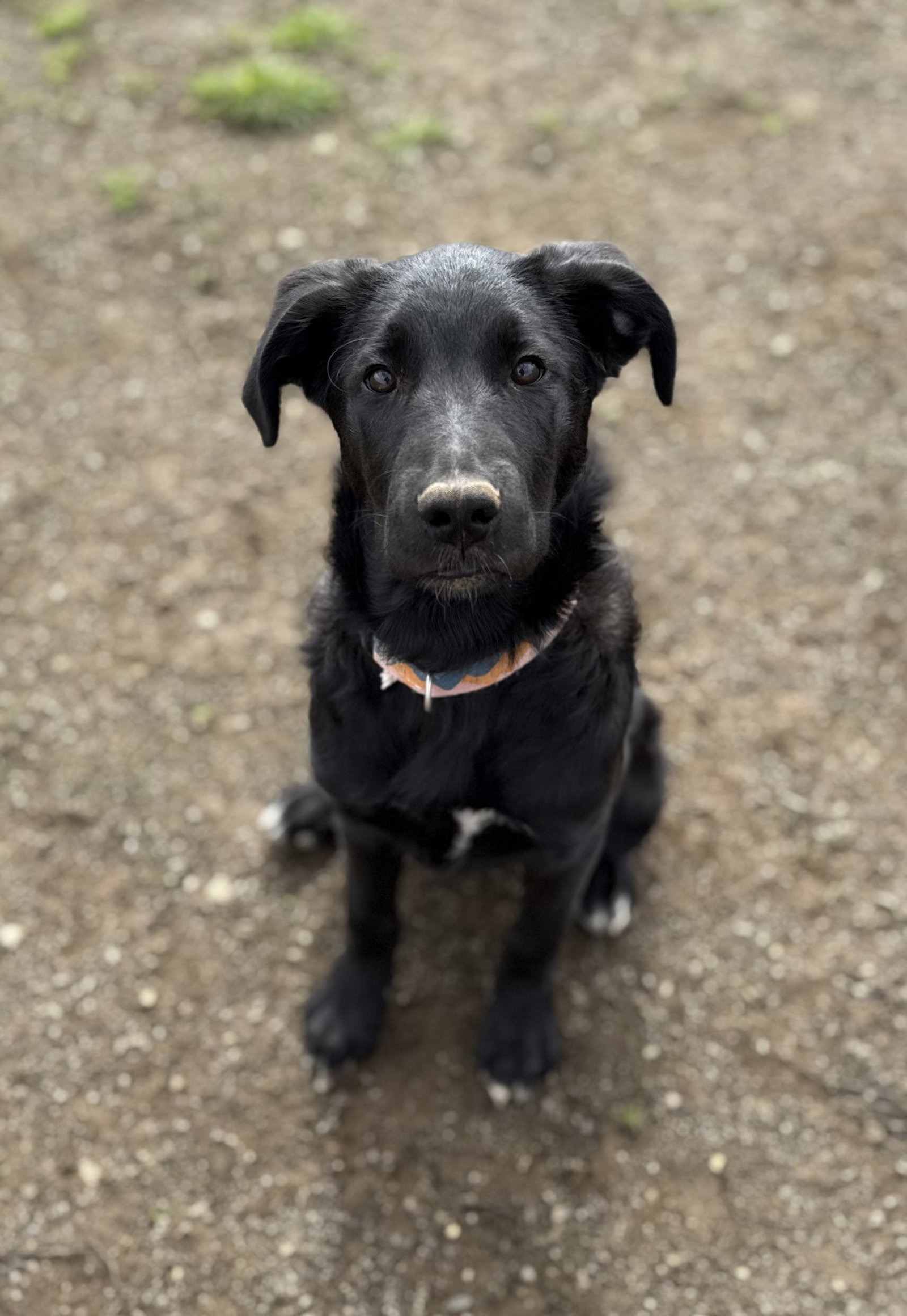 Retriever
