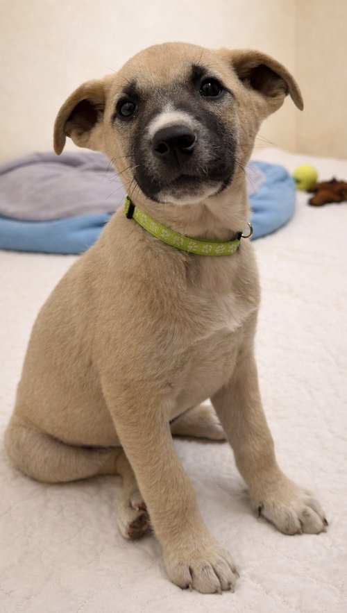 Brussels, an adoptable Border Collie in Yreka, CA