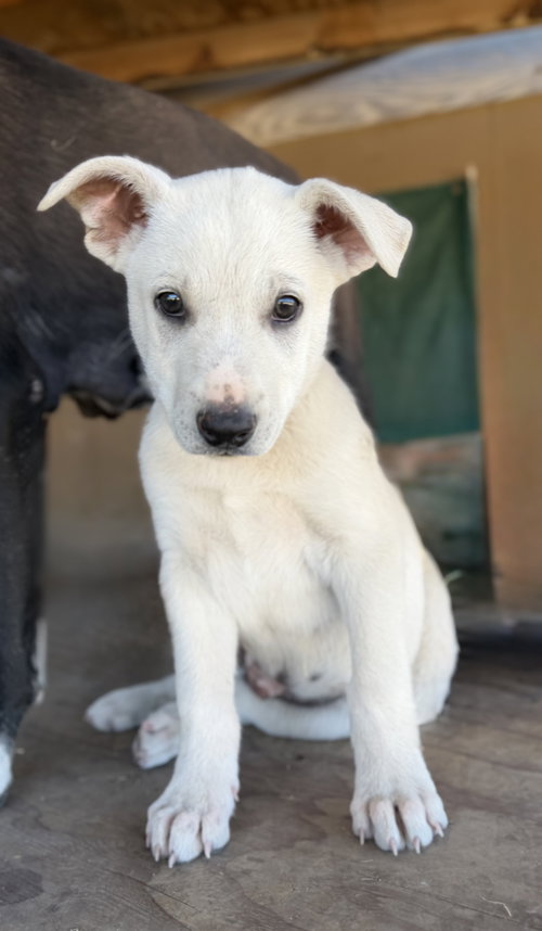 picture of the dog needing adoption